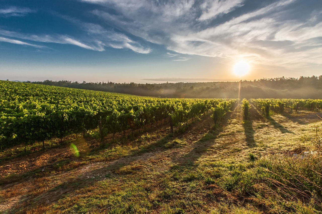 vineyard, sunrise, sun, farm, grapevines, sunlight, morning, vines, viticulture, plantation, farmland, field, rural, countryside, nature, landscape, tuscany, italy