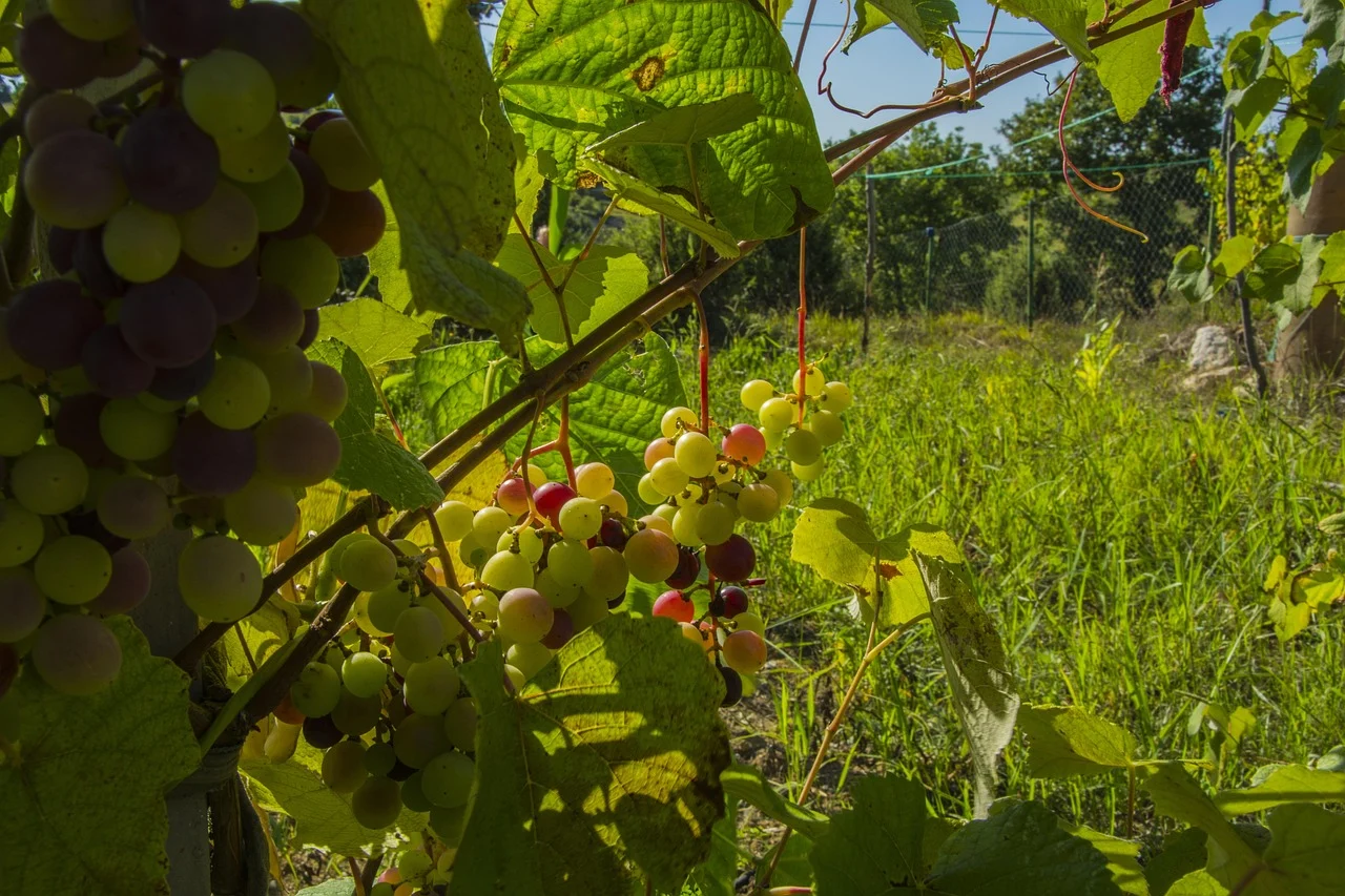 Cacho maduro de uvas escuras na videira sob a luz suave do sol em um vinhedo
