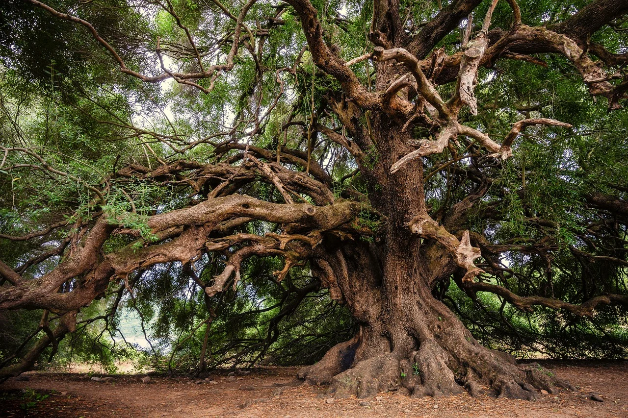 Mãos segurando um pergaminho antigo em meio a oliveiras