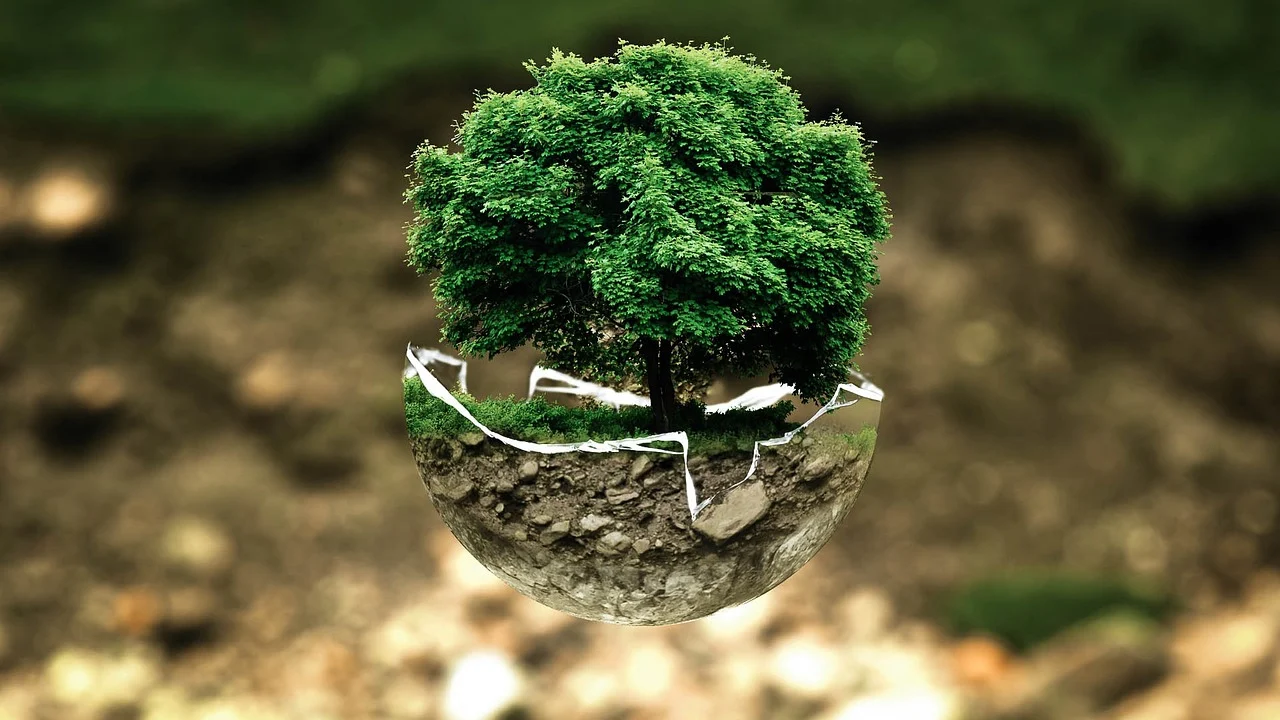 Raízes profundas de uma árvore grande fixadas no solo de uma floresta